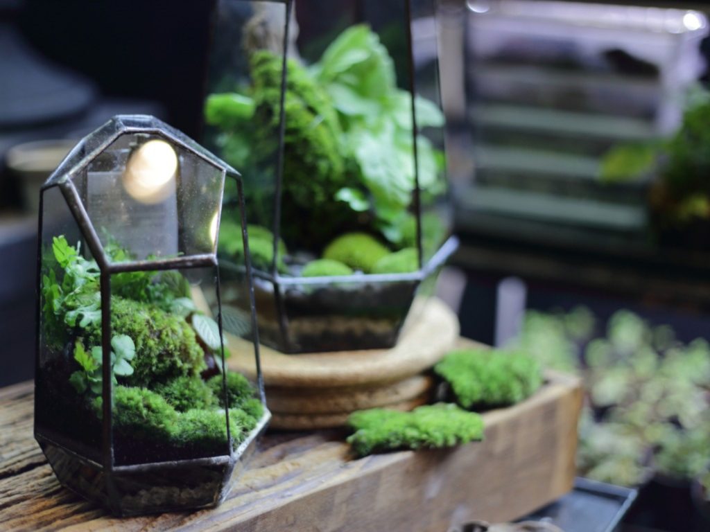 small terrarium